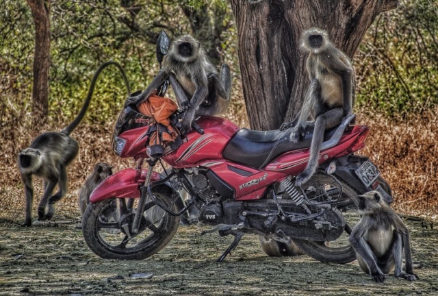 Monkeys on Motorbikes, India