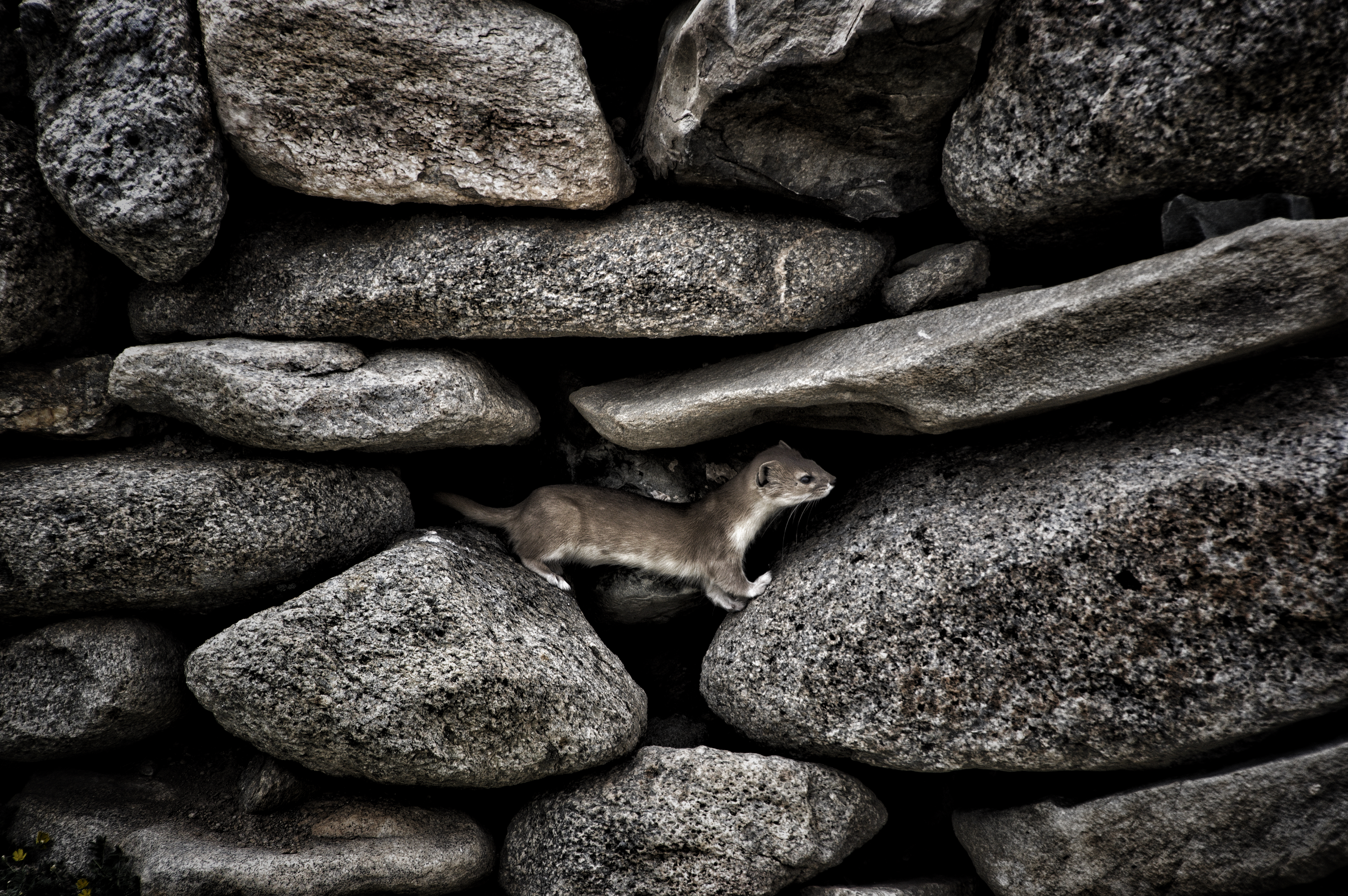 Mountain Weasel, Ladakh, India