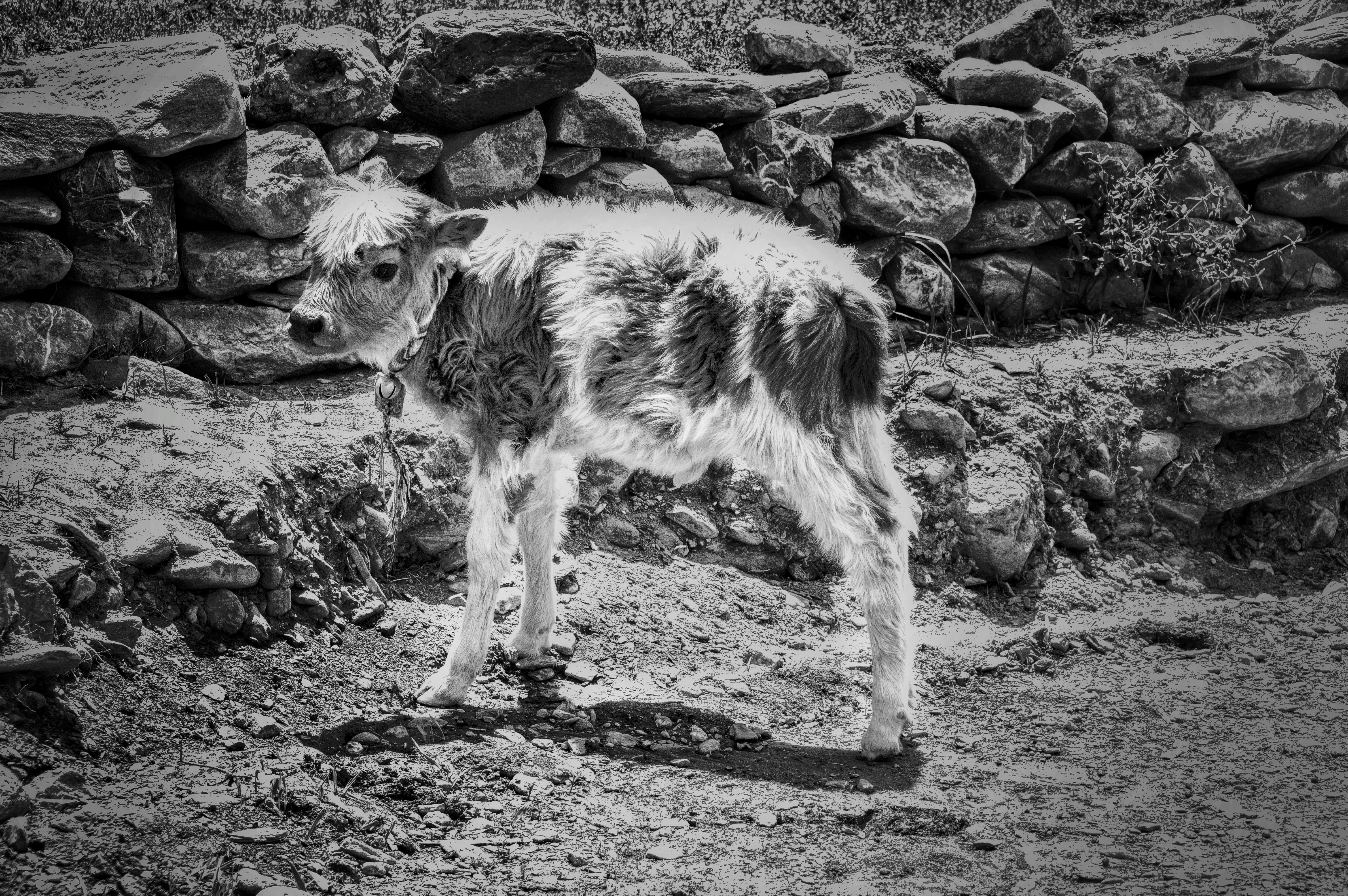 Calf in Ladakh, India
