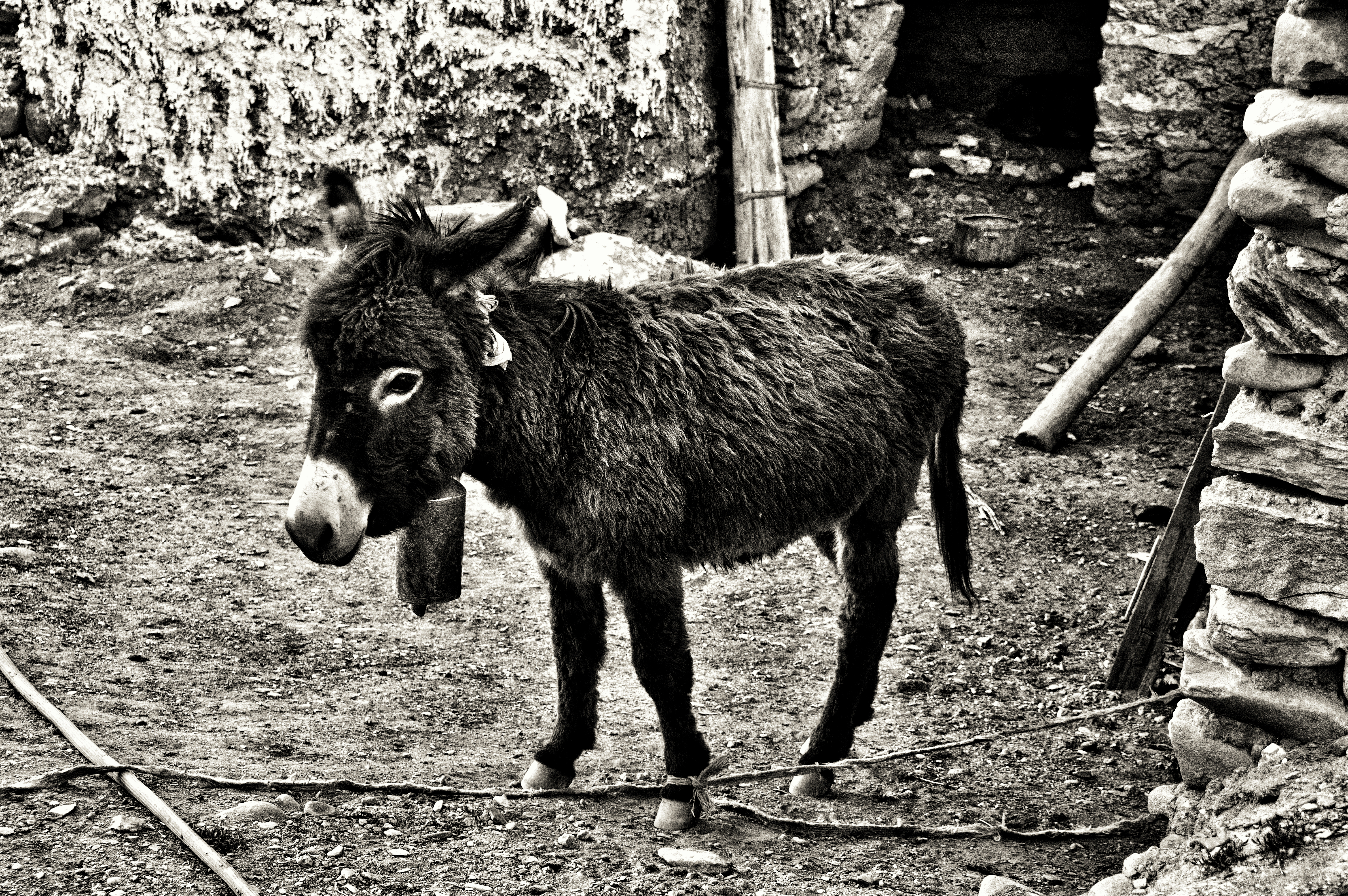 Donkey, Ladakh, India