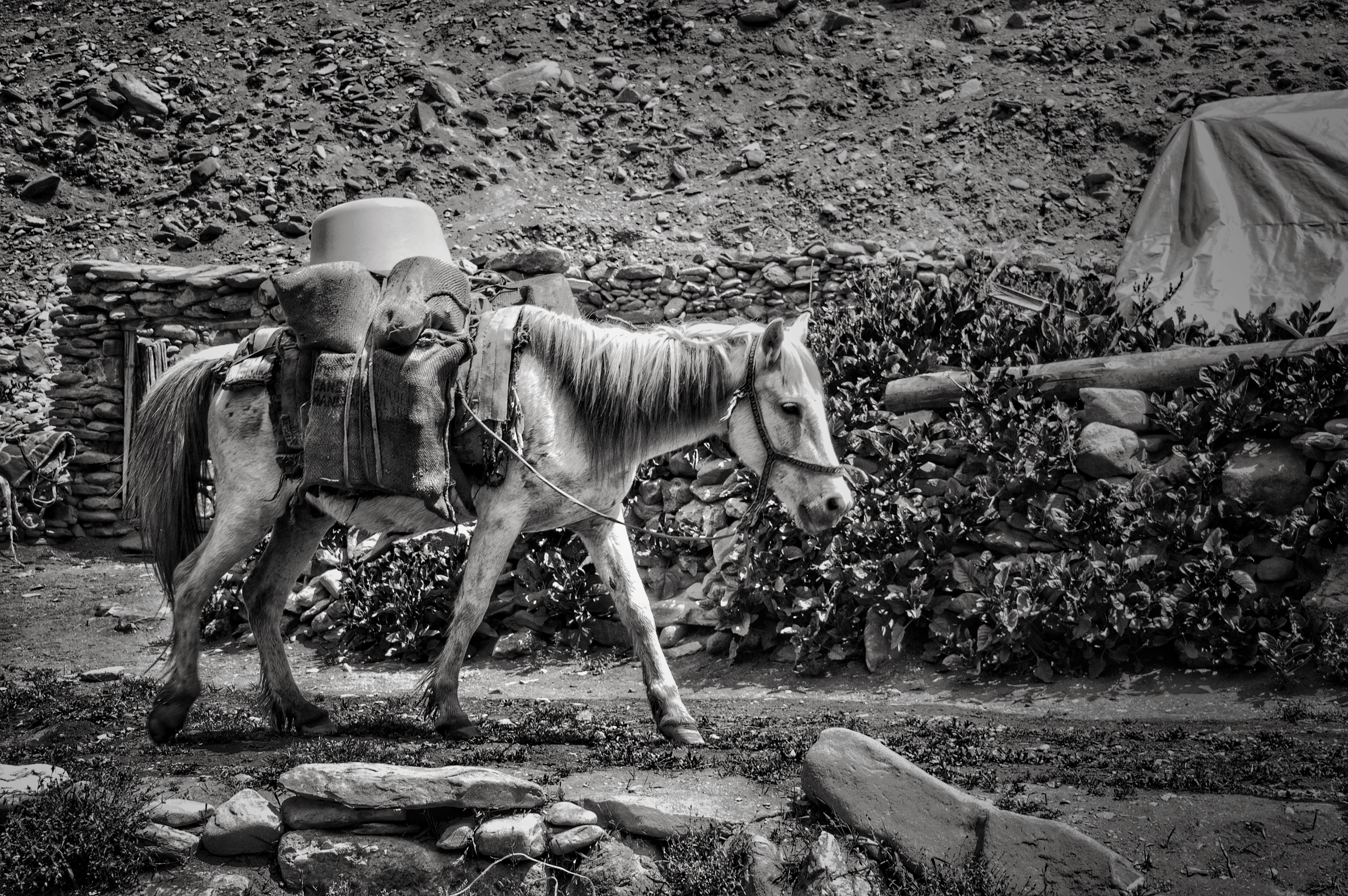 Horse in Ladakh, India
