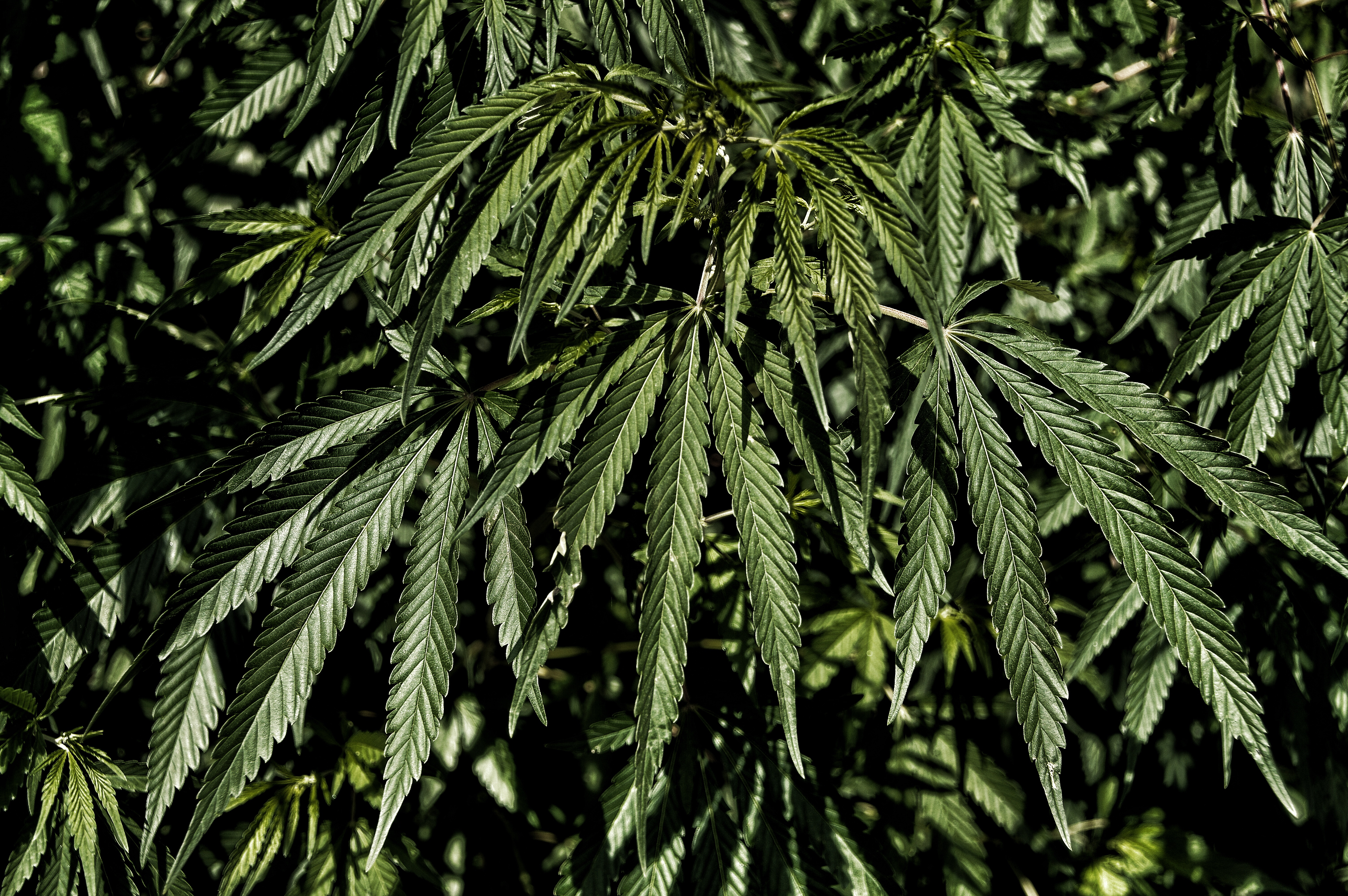 Marijuana plants, India 