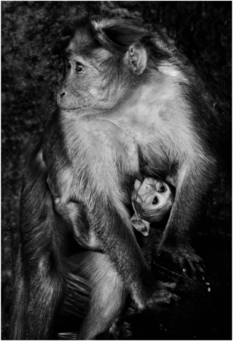 Mother and Baby Monkey, India