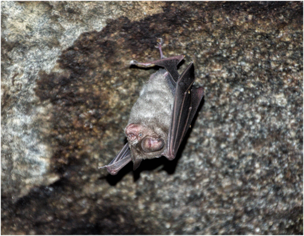Bat, Hampi, India 