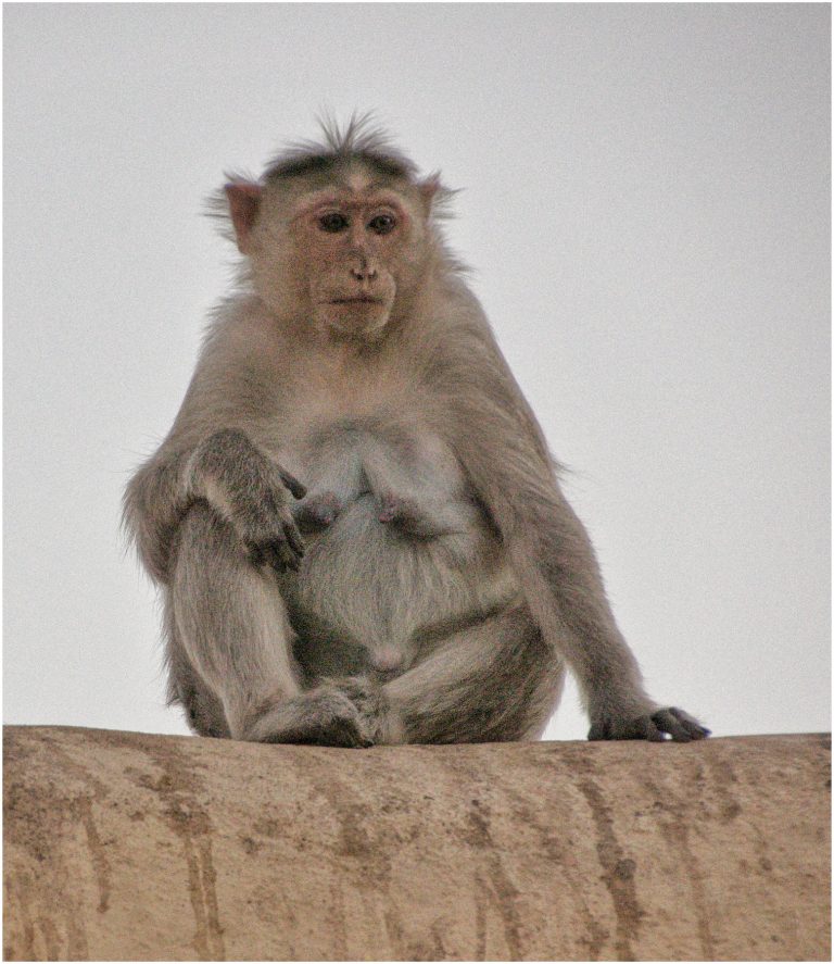 Monkey, Hampi, India