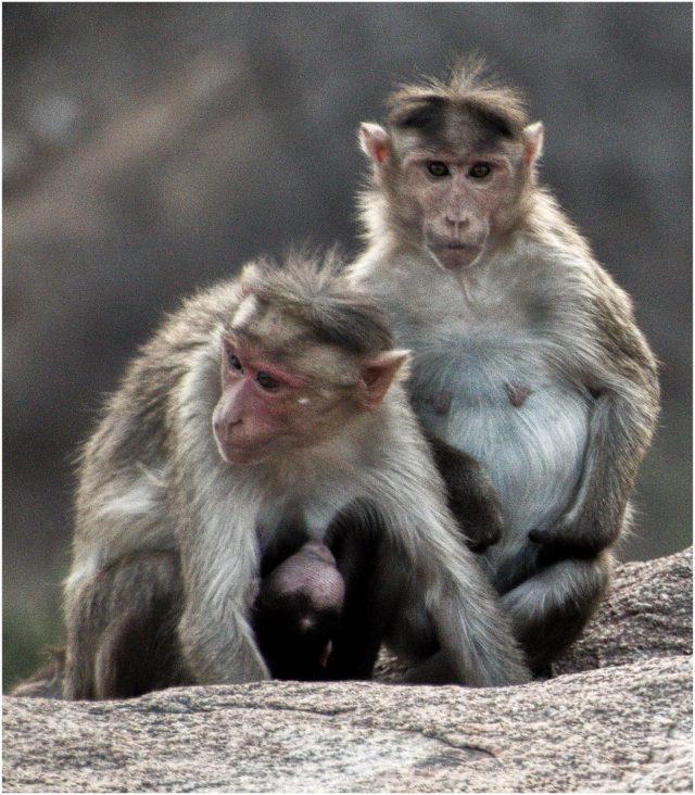 Monkeys, Hampi, India