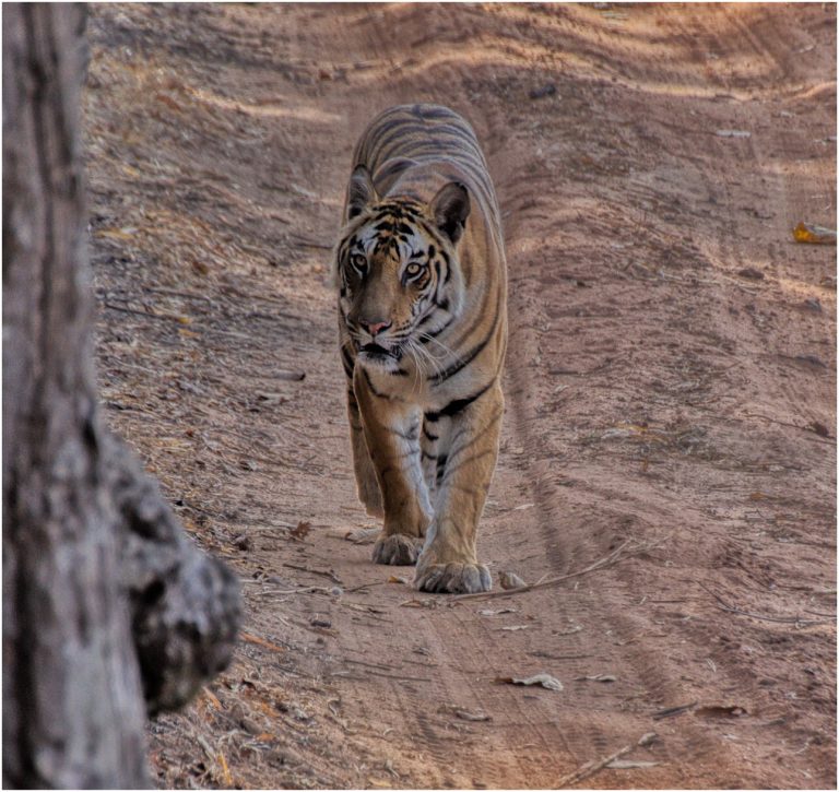 Tiger, Bandhavgarh, India