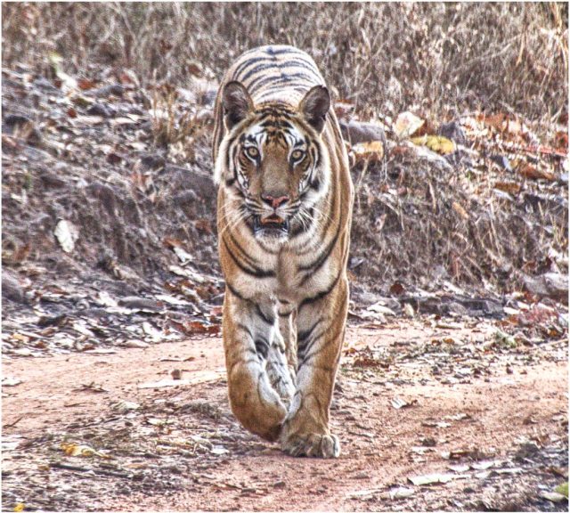 Tiger, Bandhavgarh, India 