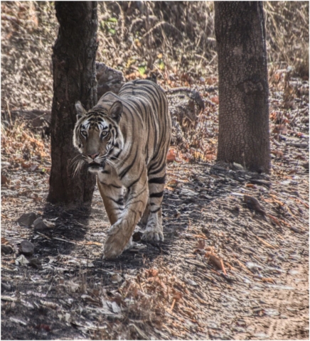 Tiger, Bandhavgarh, India 