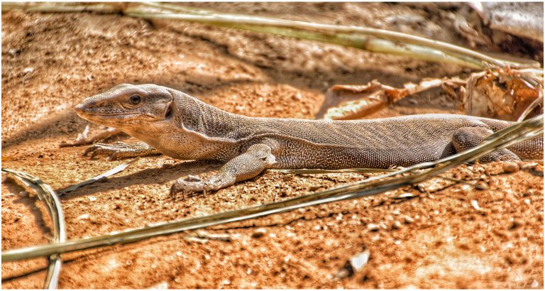 Monitor Lizard, Western Ghats, India 