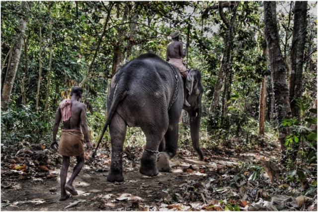 Elephant Sanctuary, Western Ghats, India 