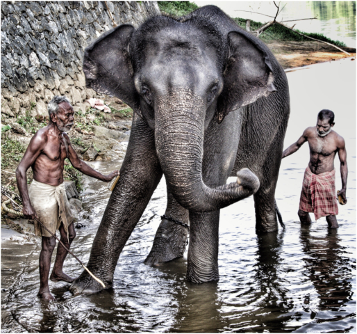 Elephant Sanctuary Western Ghats, India 