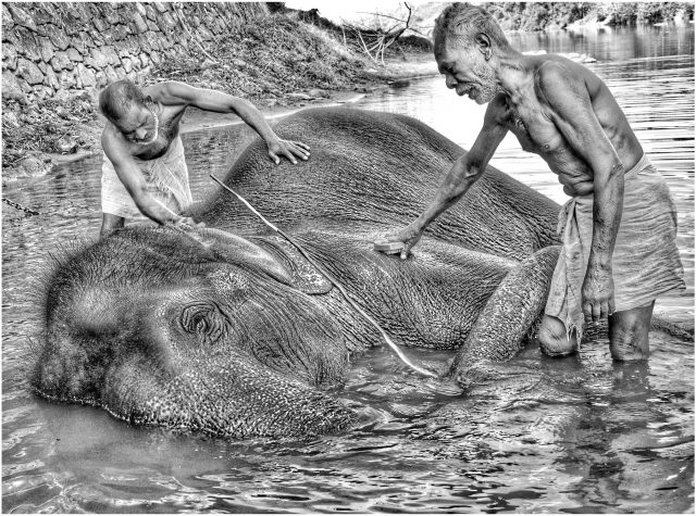 Elephant Sanctuary, Western Ghats, India 