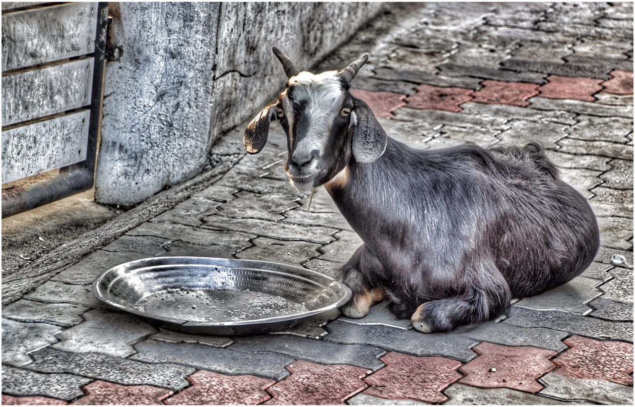 Goat in Cochin, Kerala, India