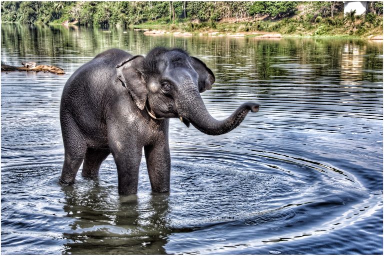 Elephant Sanctuary Western Ghats, India 