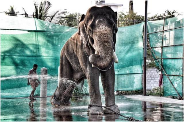 Elephant, Cochin, Kerala, India 