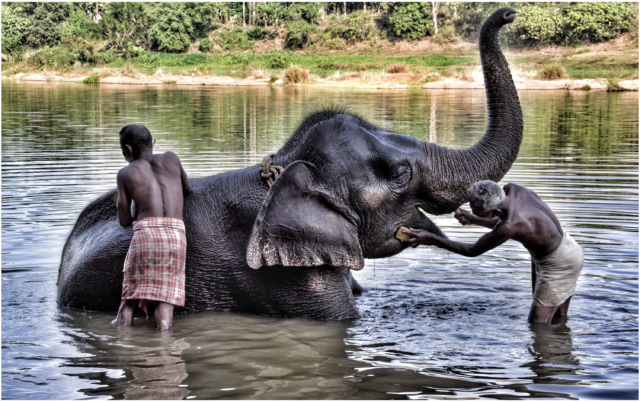 Elephant Sanctuary, Western Ghats, India