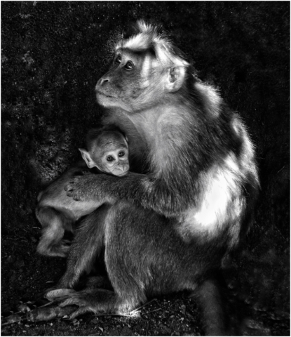 Mother and Baby Monkey, India