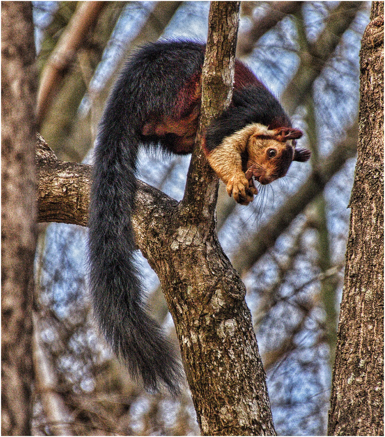 Giant Squirrel, India