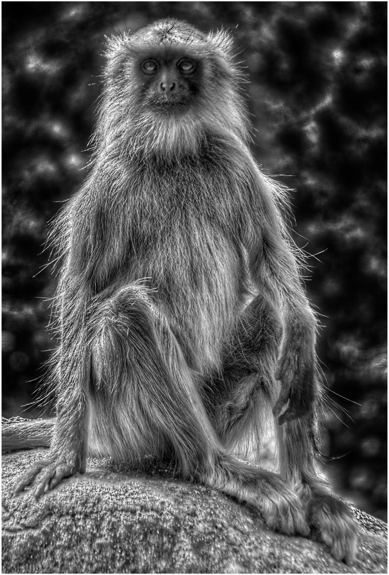 Monkey, India