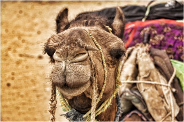 Camel, India